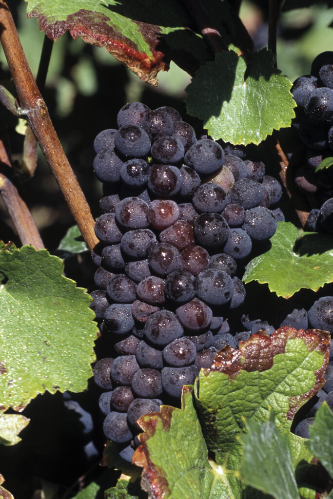 Vigne Pinot noir (c) Cl.J.Weber