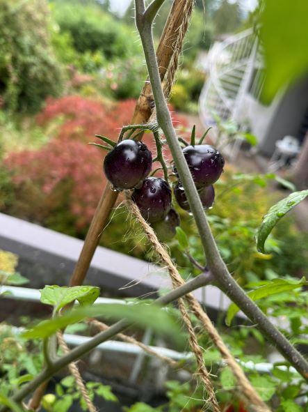 black cherry tomatoes - midnight snack