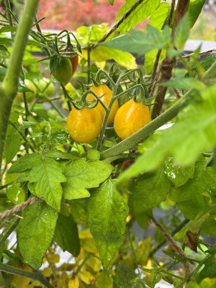 yellow cherry tomatoes