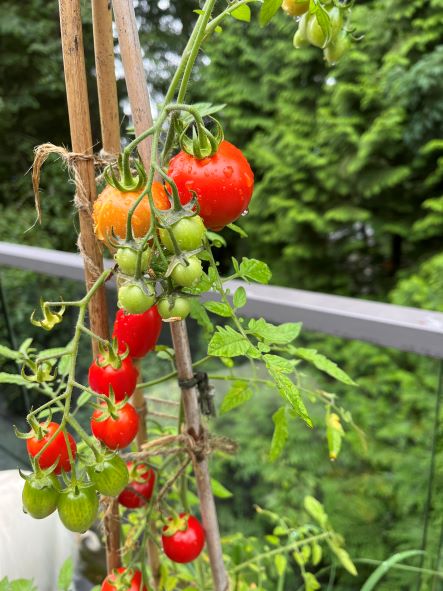 red cherry tomatoes