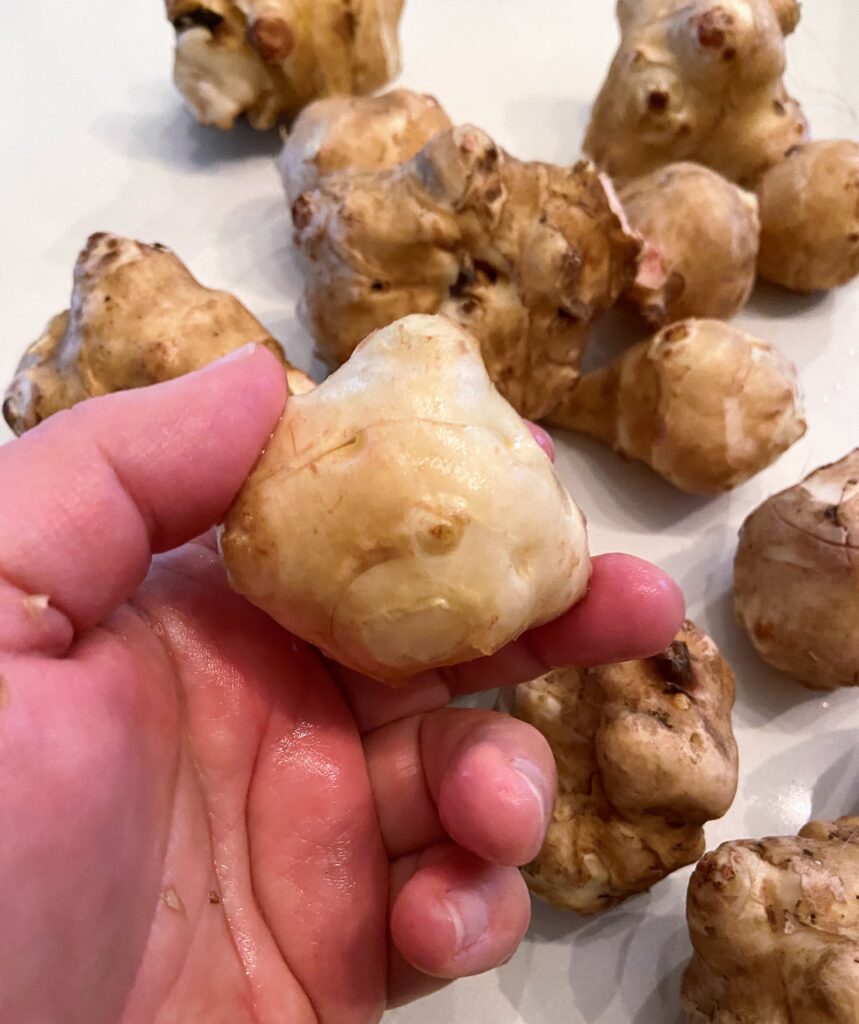 Young sunchoke can be easily cleaned with a brush